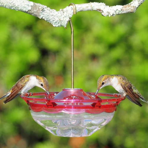 Humm Blossom Small Hummingbird Feeder